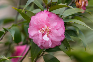 美丽山茶花