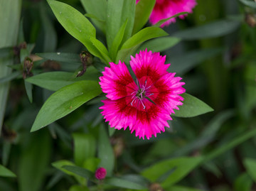 石竹花特写