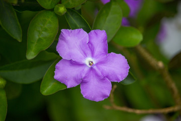 紫色番茉莉