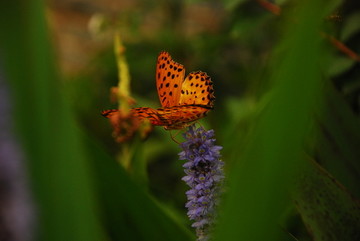 蝴蝶可爱昆虫