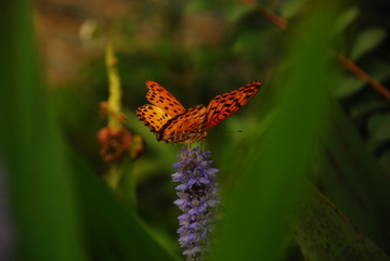 蝴蝶自然昆虫