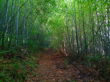 竹林小道