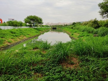 荒草沼泽地