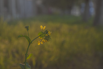 油菜花