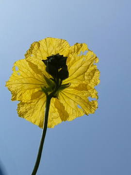 丝瓜花