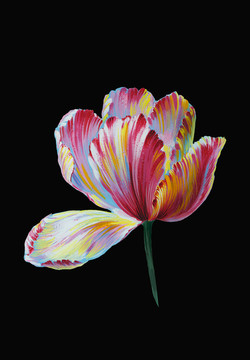 炫彩郁金香花頭