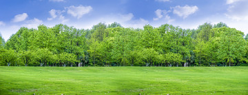 阳光草地绿树林