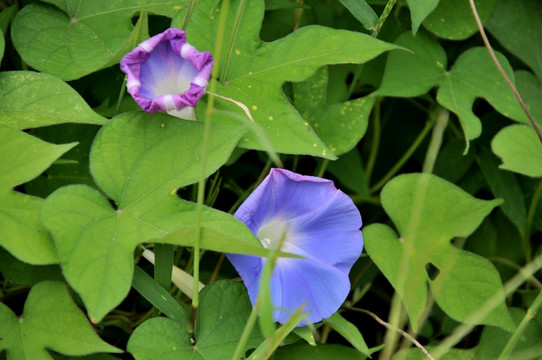 牵牛花