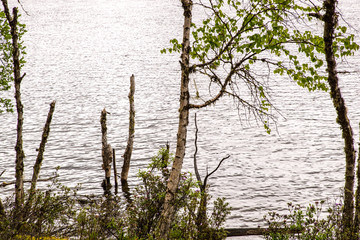普达措湖畔树干
