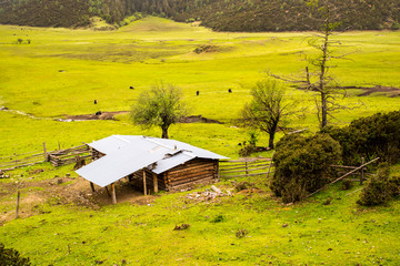 香格里拉弥里塘高山牧场