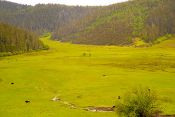 香格里拉弥里塘高山牧场