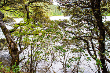 普达措湖畔树木