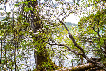 普达措湖畔老树