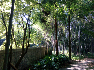 竹林风景