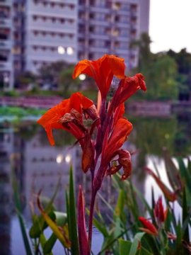 美人蕉花特写