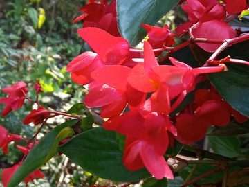 秋海棠花