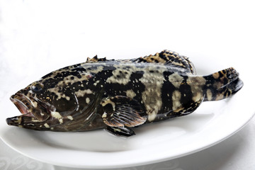 细斑石斑鱼