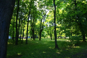 莫斯科郊外的森林