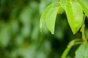 雨中的树叶