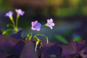 红花酢浆草