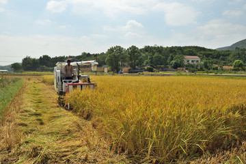 收割稻谷