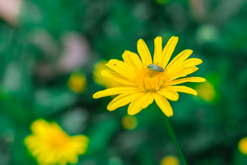 格桑花格桑梅花波斯菊