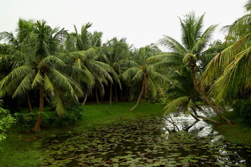 椰子树和池塘