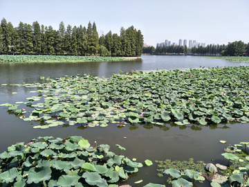 武汉东湖荷塘