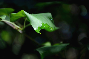 雨后绿叶