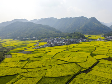 油菜花海