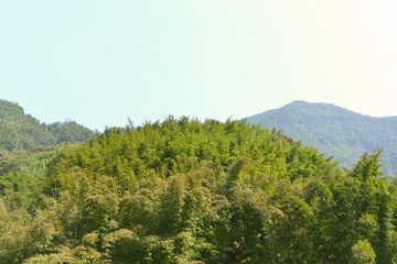 竹海风光竹山山林植被