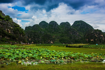 普者黑湿地风光