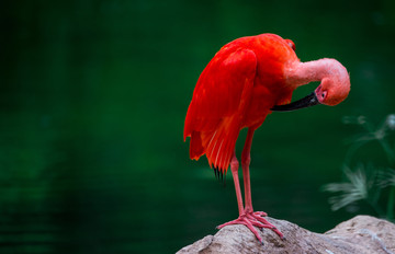 美洲红鹮鸟