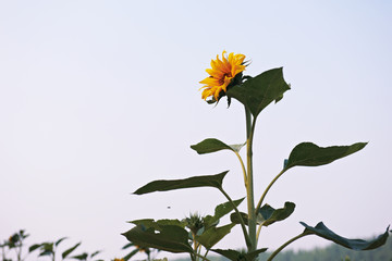 向日葵花