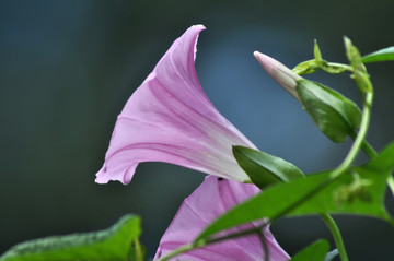 牵牛花