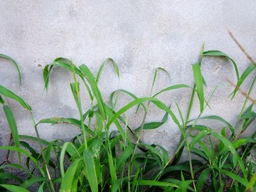 水泥墙根的野草