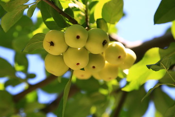 碧根果树