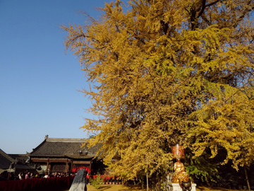 古观音禅寺银杏