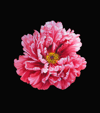 牡丹花頭1