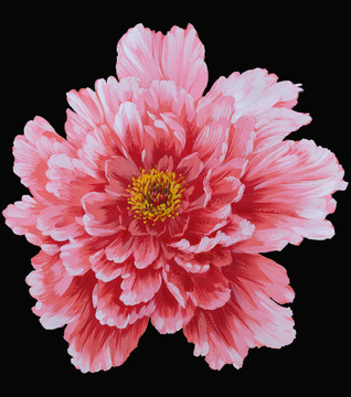 牡丹花頭3