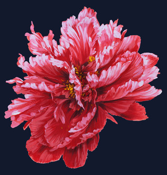 牡丹花頭5