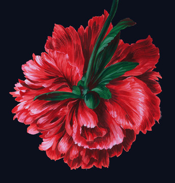 芍藥花頭6