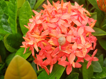 花朵上小蜗牛