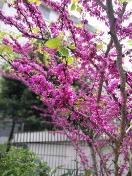 花草植物