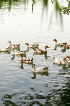 湖里散养的鸭子