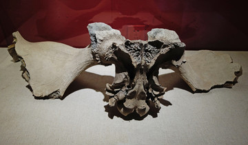 大角鹿角化石