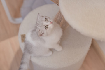 貓