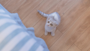 貓
