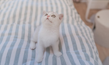 貓