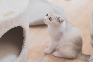 貓